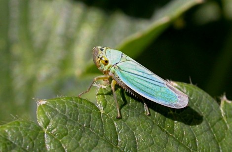 Insecticide obligatoire Cicadelle