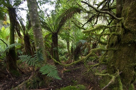 L’Unesco refuse de déclasser des forêts australiennes