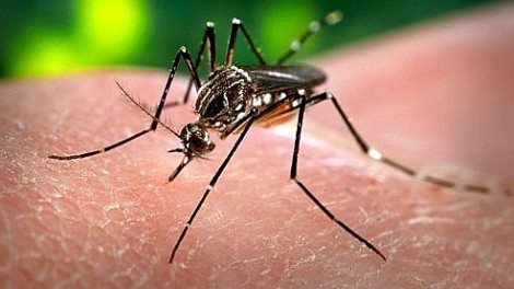 Des millions de moustiques OGM contre la dengue