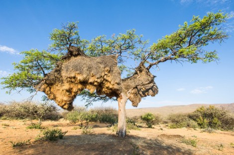 nid geant arbre