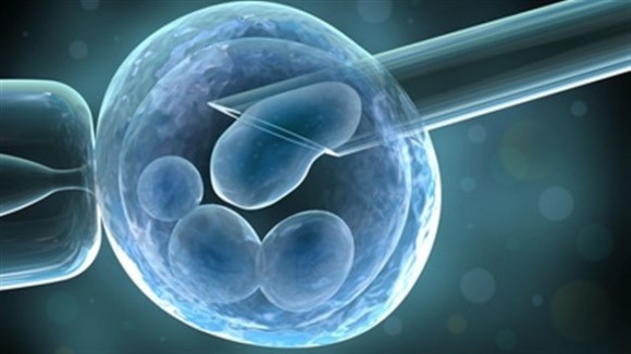 Parlement britannique Loi transfert de mitochondries manipulations genetiques humaines