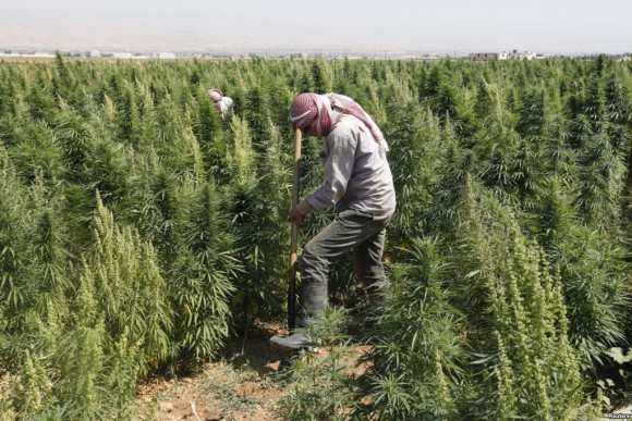 Guerre Syrie Liban Trafic Cannabis
