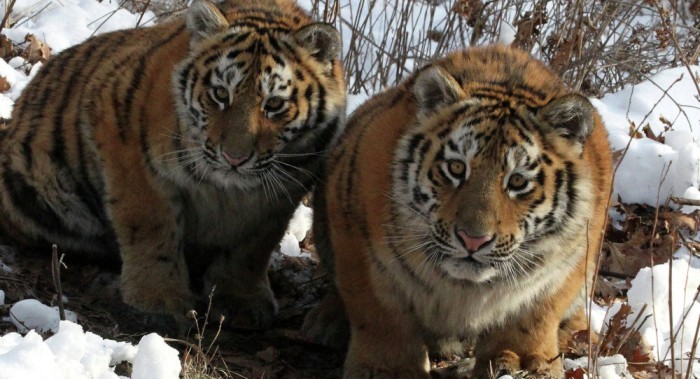 La population des tigres de Sibérie augmente en Russie
