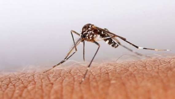 Nouveau traitement prometteur Malaria