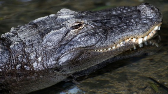 photo plus alligators habitude Texas raison inondations