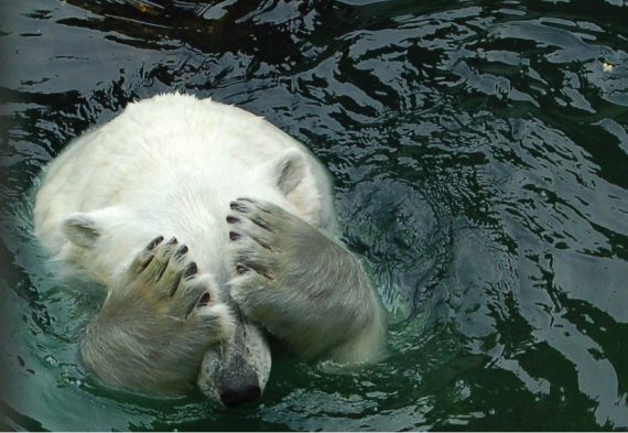 mensonge réchauffisme disparition ours polaire multiplie
