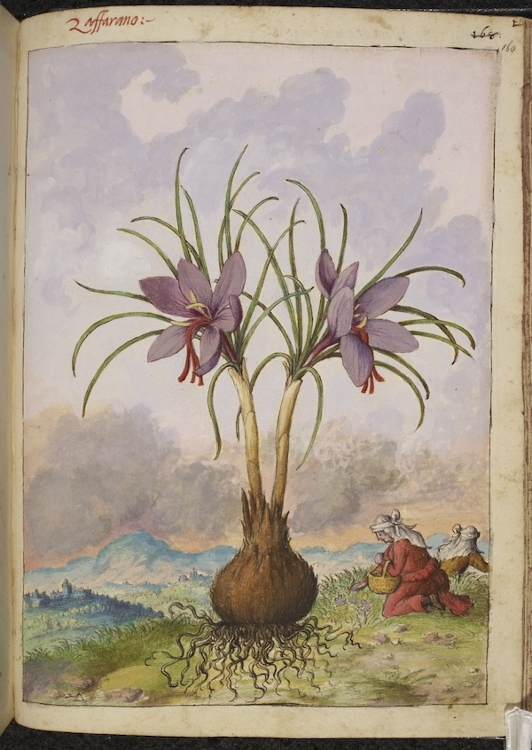 magnifique herbier médicinal paysagé XVIe siècle photo