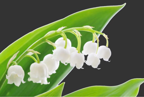 Brins muguet