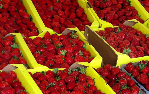 Bataille brevets Californie centaines fraisiers millions dollars