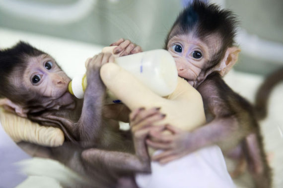clonage singes macaques êtres humains Chine Première mondiale