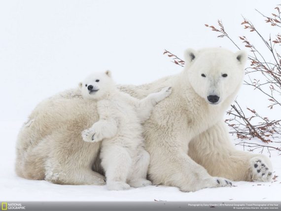 ours polaires augmenté