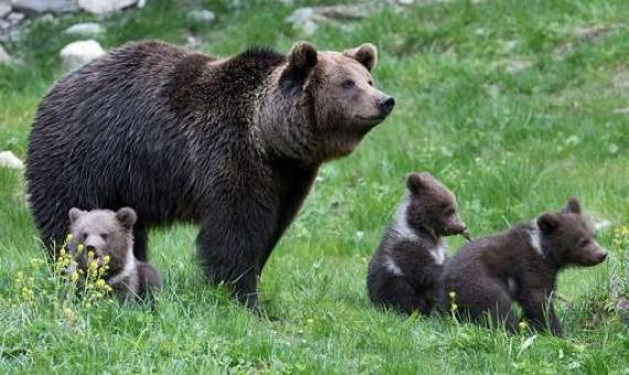 mamans ourses gardent petits plus longtemps lois protection