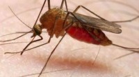 Enfin un vaccin contre la malaria ?