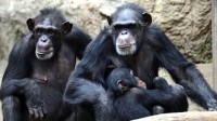 L’« intelligence » des chimpanzés ne progresse pas lorsqu’ils sont élevés par un être humain