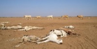 Réchauffement en Afrique : l’ONU continue de faire peur