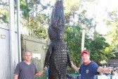La photo : Un énorme alligator attrapé en Floride