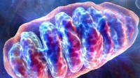 mitochondries mémoire monde manipulations génétiques deux mamans