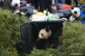La photo : un panda géant relâché dans la nature