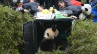 panda-geant-relache-nature