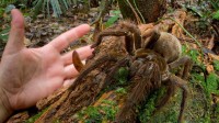 plus grosse araignée monde