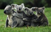 Des koalas prêts à accueillir les dirigeants du prochain G20 en Australie