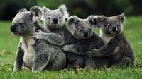 koalas accueillir G20 australie