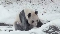 panda excite neige