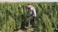 Guerre Syrie Liban Trafic Cannabis
