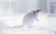 Manipulation : des souris “améliorées” par des cellules cérébrales humaines