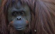 Argentine : un orang-outan reconnu « personne non humaine » par un tribunal
