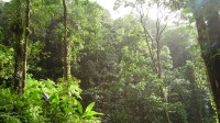 Nasa Forêts Absorbent CO2