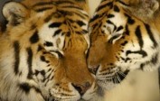 Inde : 30% de tigres en plus depuis 2010