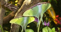 Certains papillons utilisent leur queue pour brouiller l’écholocation des chauves-souris