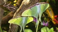 chauves-souris papillon queue evolution
