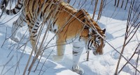 La photo&nbsp;: le retour du tigre de Sibérie