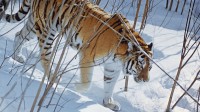 retour tigre Siberie
