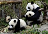 La photo&nbsp;: triplés pandas en Chine