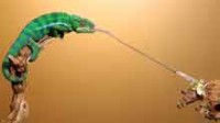 La langue d’un caméléon filmée alors que l’animal attrape un insecte…