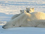 La photo : Les ours polaires ne sont plus en voie de disparition