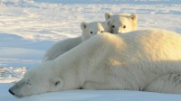ours polaires voie de disparition