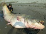 La photo : Deux pêcheurs italiens ont attrapé un silure de 127 kilos