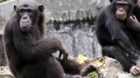 New York : deux chimpanzés se sont vu reconnaître les mêmes droits que des hommes pour détention abusive par la Stony Brook University