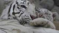La photo : quatre petits tigres blancs dans un zoo japonais, deux mois après leur naissance