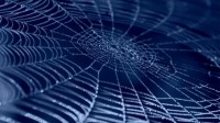 Des araignées aspergées de graphène et de nanotubes de carbone ont produit la fibre la plus résistante au monde