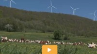 Energie éolienne : l’hystérie des brasseurs de vent Vidéo