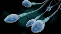 Kallistem spermatozoïdes cellules testiculaires immatures