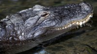 La photo : Plus d’alligators que d’habitude au Texas, en raison des inondations