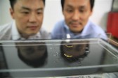 La vidéo : des scientifiques de l’Université de Séoul ont réussi à développer un robot « insecte »