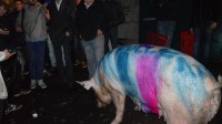 Le marché du porc breton en crise
