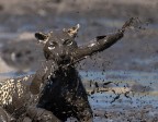 La photo : un léopard affamé saute dans la fange pour attraper un poisson.